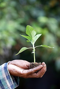 Close-up of farmer's hand holding seedling, Ba Ria, Vietnam, Indochina, Southeast Asia, Asia