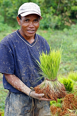 Farmer with rice seedlings in hands, Madagascar, Africa