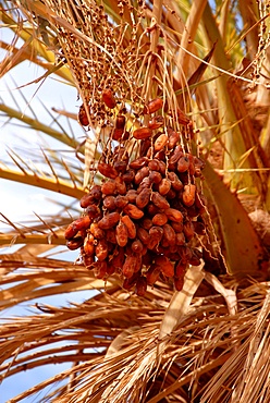 Dates on a date palm, Mafo, Ubari, Libya, North Africa, Africa