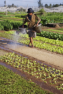 Man watering in newly planted seeds in a market garden, Ha Lam, Vietnam, Indochina, Southeast Asia, Asia