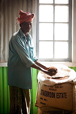 Tea plantation worker with sack of fresh tea, Kerala, India, Asia