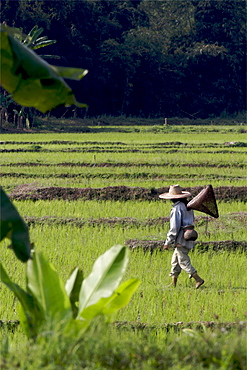 In the rice plantations of the Golden Triangle, around Chiang Rai, Thailand, Southeast Asia, Asia