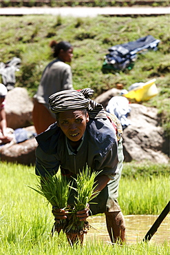 Working in the rice plantations between Tana and Antsirabe, Madagascar, Africa