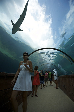 In the galleries of the aquarium of Atlantis Complex on Paradise Island, Bahamas, West Indies, Caribbean, Central America