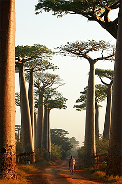 The baobabs alley of Morondava, Madagascar, Africa