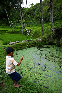 Boy fishing in the rice terrace fields of Penglipuran, Gunung Kawi, Bali, Indonesia, Southeast Asia, Asia