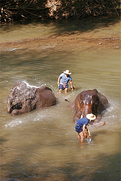 Demonstration at the Elephant training center, close to Chiang Mai, Thailand, Southeast Asia, Asia