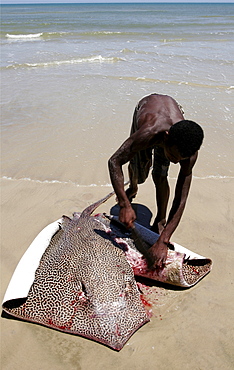 A fisherman cuts up a manta ray on the beach of Morondava, Madagascar, Africa