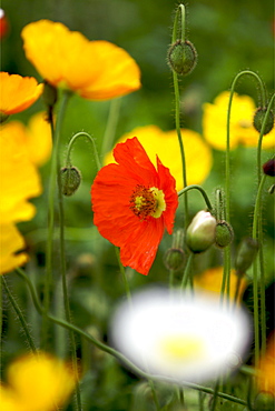 Opium poppies in the area of the Golden Triangle, Thailand, Southeast Asia, Asia