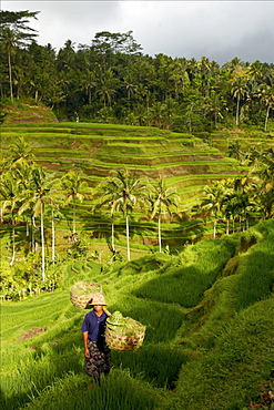 In the rice terraces of Kintamani, Bali, Indonesia, Southeast Asia, Asia