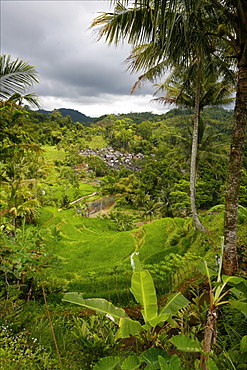 A Sundanese village around Jogjakarta, surrounded by rice plantations, Java, Indonesia, Southeast Asia, Asia