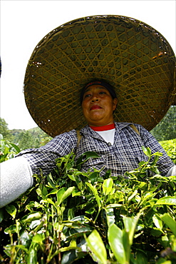 A woman working in a tea plantation around Bogor, Java, Indonesia, Southeast Asia, Asia