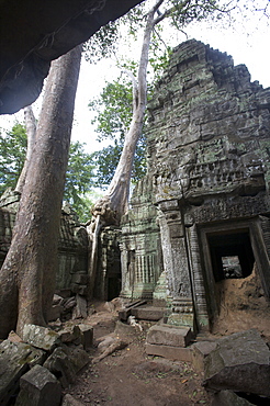 The Ta Prohm temple taken by the jungle in Angkor, UNESCO World Heritage Site, Siem Reap, Cambodia, Indochina, Southeast Asia, Asia