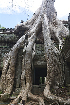 The Ta Prohm temple taken by the jungle in Angkor, UNESCO World Heritage Site, Siem Reap, Cambodia, Indochina, Southeast Asia, Asia