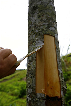 Taking the bark off a cinnamon tree, Sumatra, Indonesia, Southeast Asia, Asia