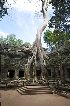 The Ta Prohm temple taken by the jungle in Angkor, UNESCO World Heritage Site, Siem Reap, Cambodia, Indochina, Southeast Asia, Asia