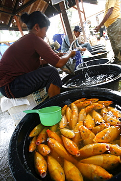 The market of Parapat, close to Lake Toba, Sumatra, Indonesia, Southeast Asia, Asia