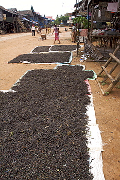 Black beans drying in the village of Kompong Phluk, near Siem Reap, Cambodia, Indochina, Southeast Asia, Asia