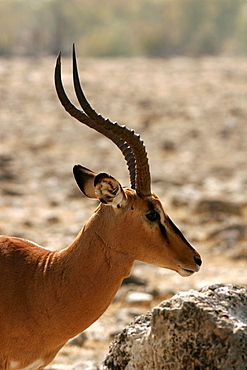 Springbok in Etosha, Namibia, Africa