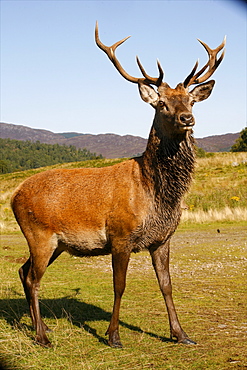 A deer of the Highlands, around Rothiemurchus Estate, on the west coast, Highlands, Scotland, United Kingdom, Europe