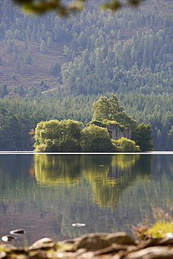 In the forest of the Highlands, west coast, Scotland, United Kingdom, Europe