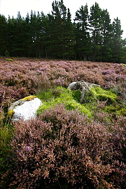 Heather in the forests of the Highlands, west coast, Scotland, United Kingdom, Europe