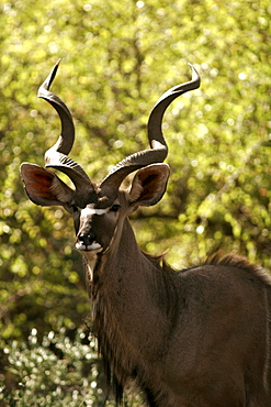 A male kob in Etosha, Namibia, Africa