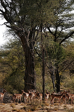 Thompson gazelles in Etosha National Park, Namibia, Africa