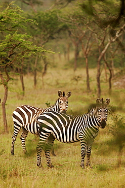 Mburo National Park, largest concentration of zebras in all Africa, Uganda, East Africa, Africa