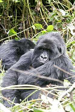 Mountain gorillas in the Virunga Mountains, Parc National des Volcans on the border of Congo, Uganda and Rwanda, Rwanda, Africa