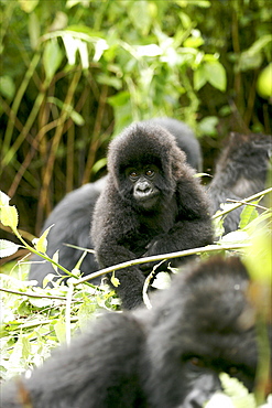 Mountain gorillas in the Virunga Mountains, Parc National des Volcans on the border of Congo, Uganda and Rwanda, Rwanda, Africa