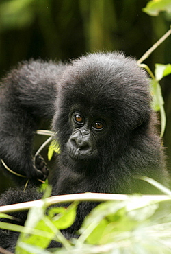 Mountain gorillas in the Virunga Mountains, Parc National des Volcans on the border of Congo, Uganda and Rwanda, Rwanda, Africa