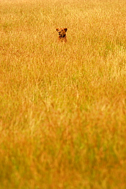 A female lion hunting in the Queen Elizabeth National Park, Uganda, East Africa, Africa