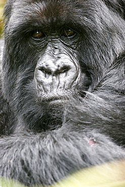 Male mountain gorilla in the Bwindi Forest close to the border with Rwanda and Congo, UNESCO World Heritage Site, Uganda, Africa