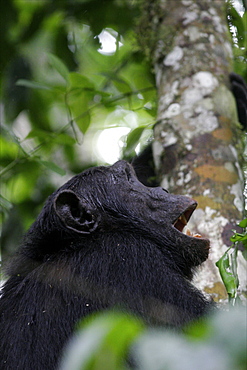 Chimpanzee in the Bwindi forest close to the borders of Congo and Rwanda, Uganda, Africa