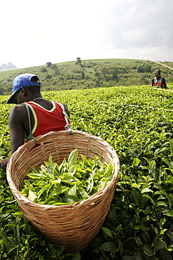 Young worker in a tea plantation near Kibale, in the west of the country, Uganda, East Africa, Africa