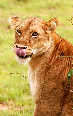 A female lion having a rest in the Murchison Falls National Park, Uganda, East Africa, Africa