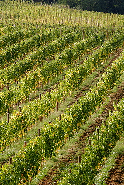 Vineyard around Borgo Brufa, area of Perugia, Umbria, Italy, Europe