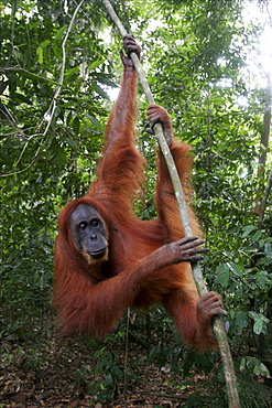 An orang-utan in the Bohorok forest, Bukit Lawang, Sumatra, Indonesia, Southeast Asia, Asia