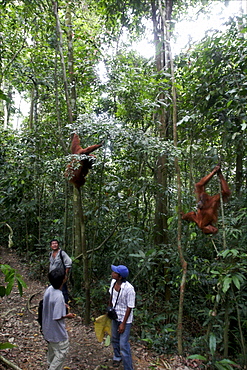 Orang-utans in the Bohorok Forest, Bukit Lawang, Sumatra, Indonesia, Southeast Asia, Asia