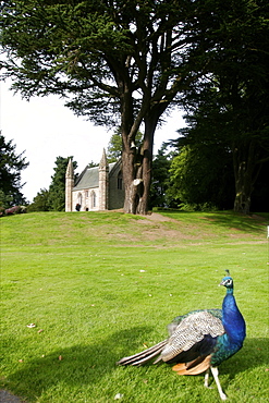 A peacock in the gardens of Scone Palace, Perthshire, Scotland, United Kingdom, Europe