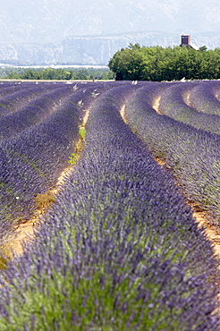 Lavender field, Provence, France, Europe