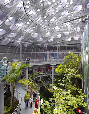 Interior conservatory space, California Academy of Sciences, architect Renzo Piano Building Workshop, San Francisco, California, United States of America, North America