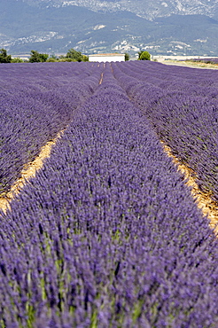 Lavender fields, Provence, France, Europe