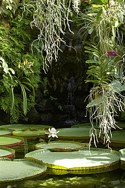 Giant Amazon waterlily, La Mortella, Ischia, Campania, Italy, Europe