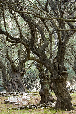 Olive grove, Corfu, Ionian Islands, Greek Islands, Greece, Europe