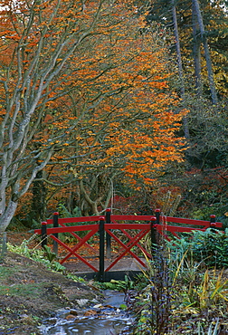 The oriental bridge spanning a stream with Acer Palmatum Shishigashira, Batsford Arboretum, Gloucestershire, England, United Kingdom, Europe