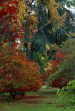 Acer Palmatum Ozakazuki and a Larix in the woodland, Harcourt Arboretum, Oxfordshire, England, United Kingdom, Europe