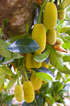 Durians (Durio zibethinus)) hanging on tree, ChuChi, Vietnam, Indochina, Southeast Asia, Asia