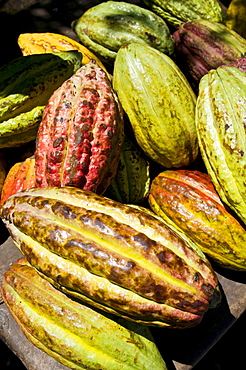 Chocolate fruits from a Theobroma cacao tree, Madagascar, Africa